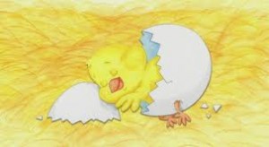POLLITO LITO